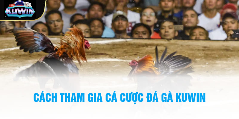 Cách tham gia cá cược đá gà Kuwin