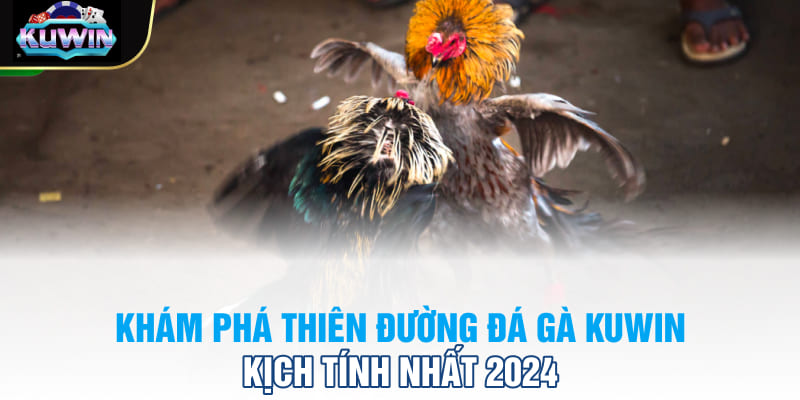 Khám phá thiên đường đá gà Kuwin kịch tính nhất 2024