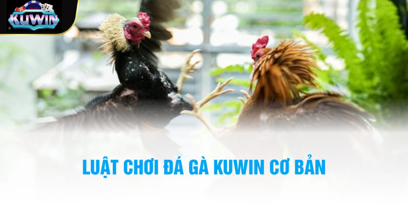 Luật chơi đá gà Kuwin cơ bản